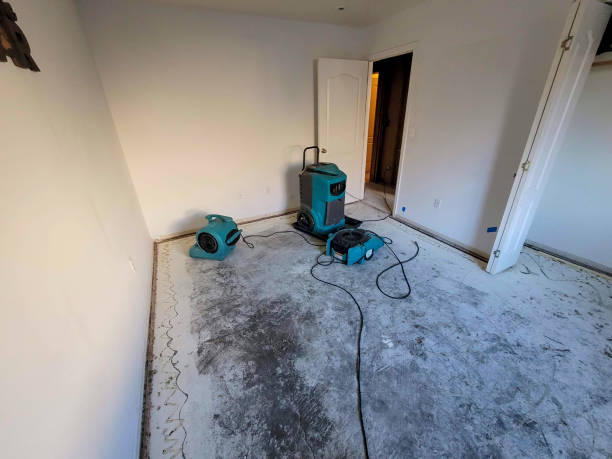 Best Mold removal after water damage  in Indian Shores, FL